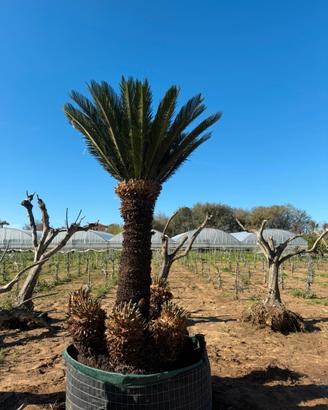 Esemplare di Cycas