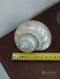conchiglia a spirale perlata 