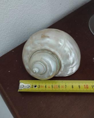 conchiglia a spirale perlata 