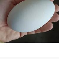 Uova di oca cignoide e di Tolosa