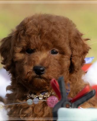 Cuccioli di Barboncino Toy e Mini Toy