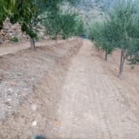 Vendita terreno oliveto