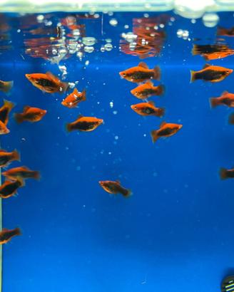 Platy coppie o femmine gravide