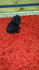 Barboncino total black small