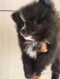 Spitz di Pomerania