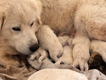 Cucciolo pastore maremmano