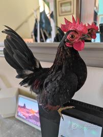 Gallo serama aprile 2026