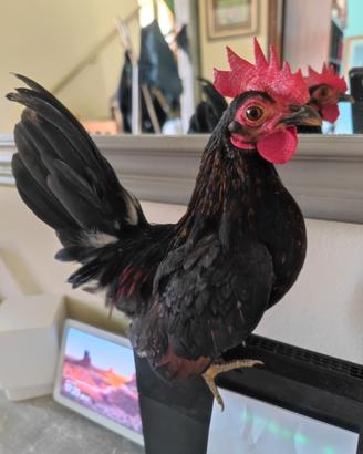 Gallo serama aprile 2026
