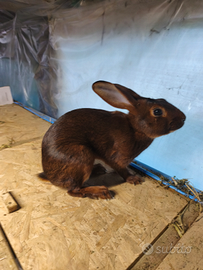 Maschio di lepre belga