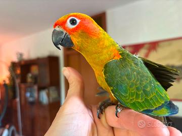 Conuro del Sole allevato a mano