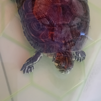Tartaruga