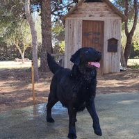 Labrador Retriever con Pedigree