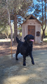 Labrador Retriever con Pedigree