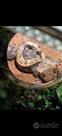 Geco ciliatus con terrario