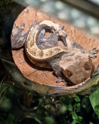 Geco ciliatus con terrario