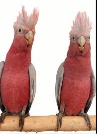 Pappagalli Cacatua Roseicapilla allevati a mano