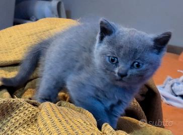 SCOTTISH FOLD E STRAIGHT