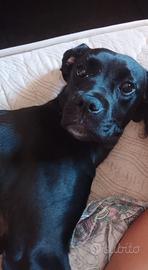Cucciola di 1 anno Labrador misto boxer