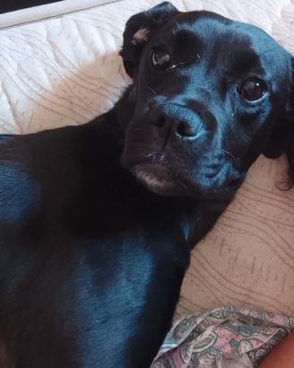 Cucciola di 1 anno Labrador misto boxer