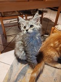 Maine coon con pedigree