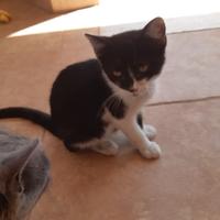 Gattino coccolone pronto a giocare con te