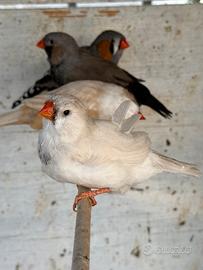 Diamanti mandarino