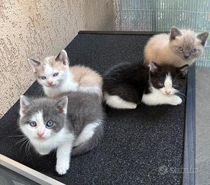 Gattini dolcissimi