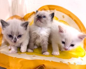 Cuccioli di Ragdoll
