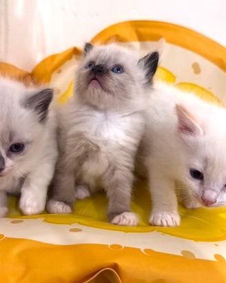 Cuccioli di Ragdoll