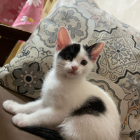 Gattina