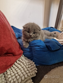 Scottish Fod originale