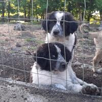 Si regalano cuccioli