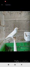 Canarino bianco dominante