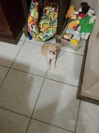 Chiuhaha
