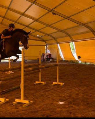 Cavallo da Salto Ostacoli