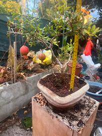 Bonsai