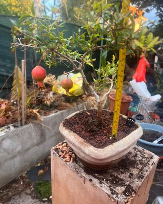 Bonsai