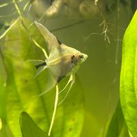 Scalare cambio con platy/molly