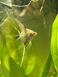 Scalare cambio con platy/molly