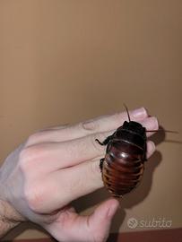 Blatte soffianti ( Gromphadorhina portent) ×10
