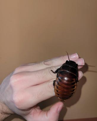 Blatte soffianti ( Gromphadorhina portent) ×10