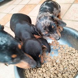 Cuccioli di bassotto