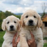 Cucciola golden retriever miele