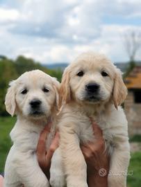 Cucciola golden retriever miele