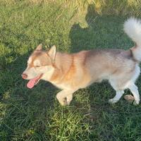 Husky Siberian