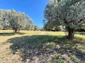 TERRENO A MOSCIANO SANT'ANGELO