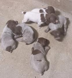 Cuccioli bracco francese tipo pirenei