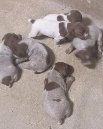 Cuccioli bracco francese tipo pirenei