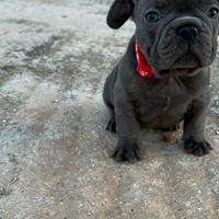 Cuccioli Bulldog Francese Esotic Blue