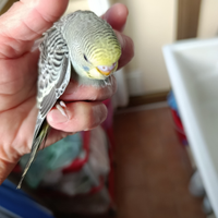 Pappagalli coccoriti